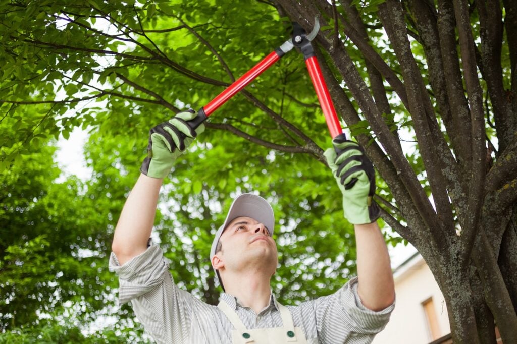 Professional gardener pruning a tree