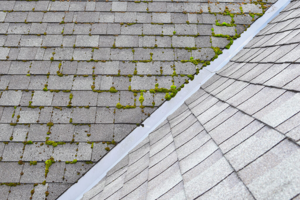 moss on grey shingles
