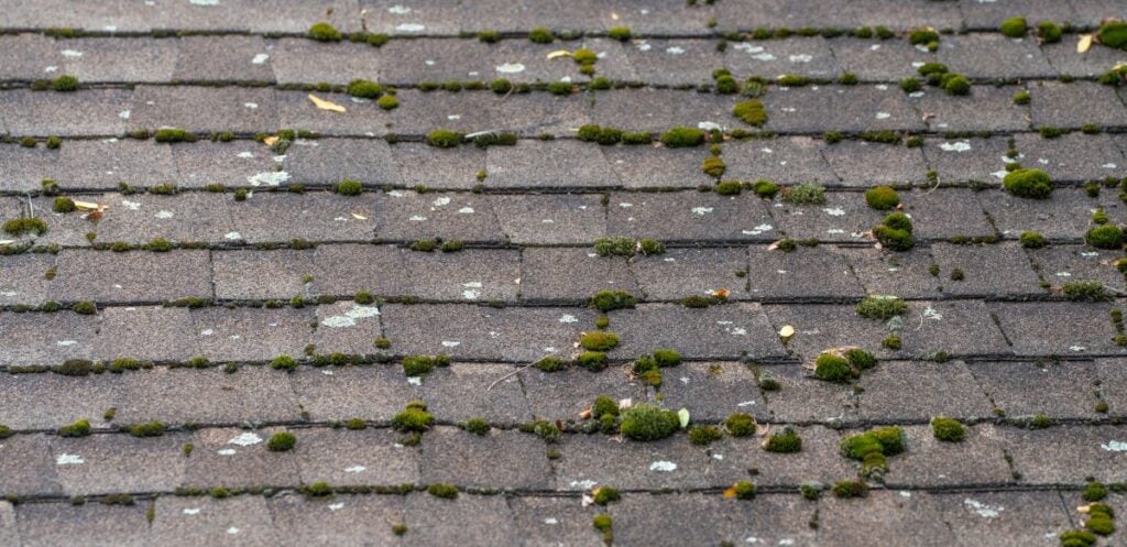moss and algae on an old shingle roof