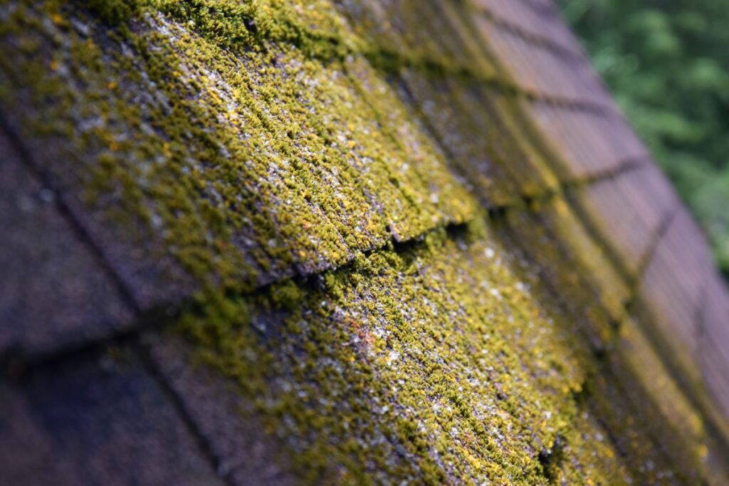 signs it's time for roof replacement moss on roof close up